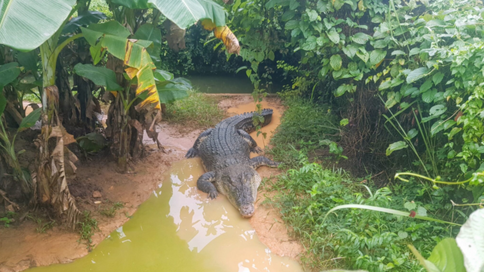 মানিকগঞ্জের খালে কুমির, এলাকায় চাঞ্চল্য