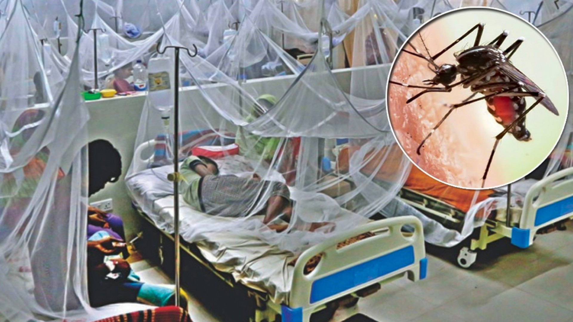 ডেঙ্গুতে আরও ৫ জনের মৃত্যু, হাসপাতালে ভর্তি ৯৫৩