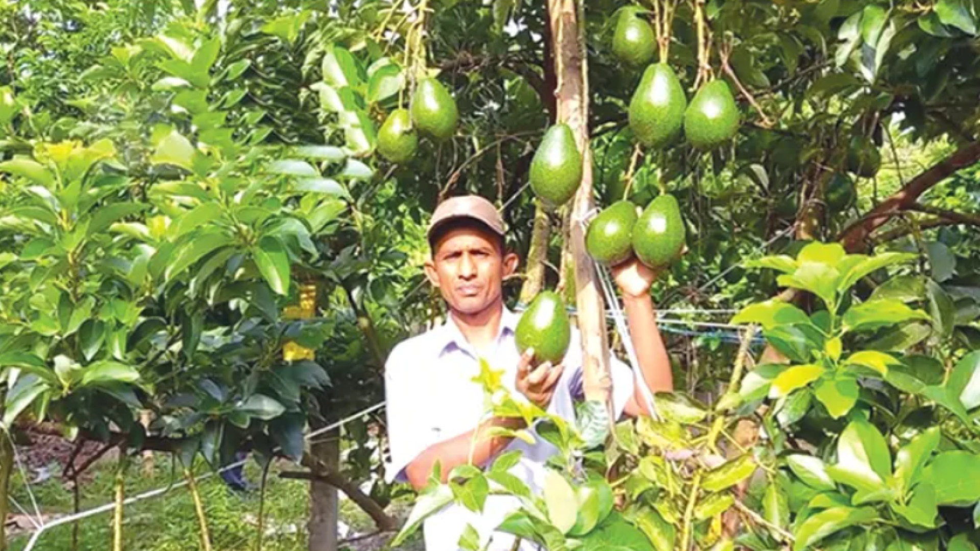 অ্যাভোকাডোর চাষ করে দারুণ সফলতা 