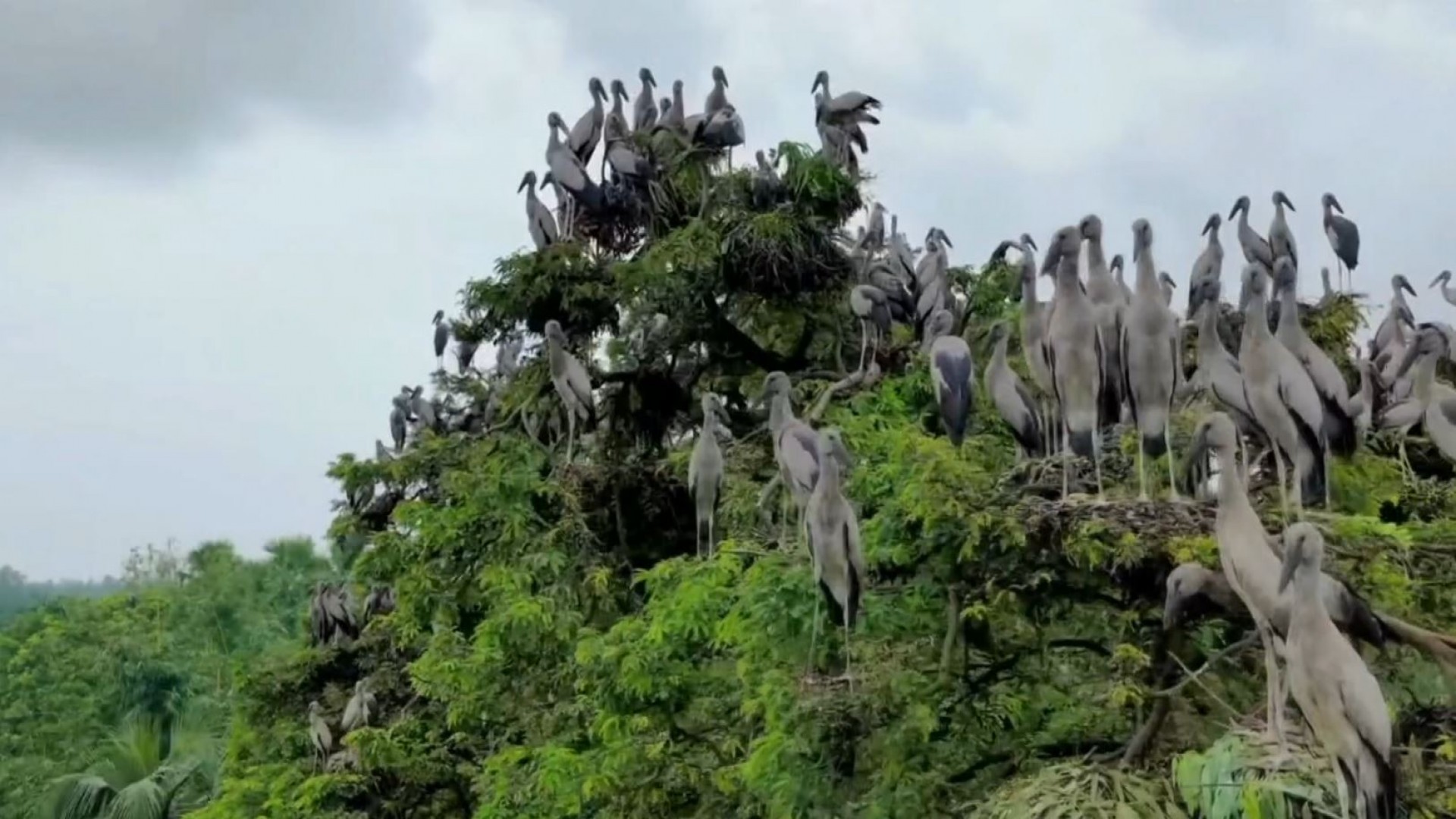 পাখির গ্রাম জয়পুরহাটের কানাইপুকুর