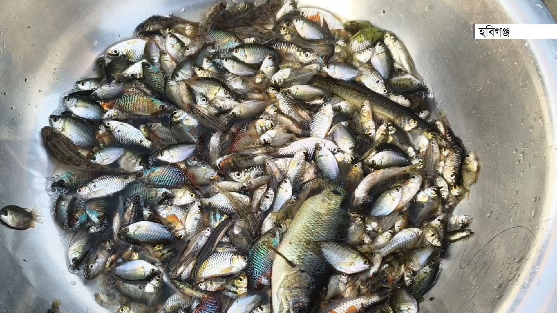 ভরা মৌসুমেও মিলছে না দেশীয় প্রজাতির মাছ