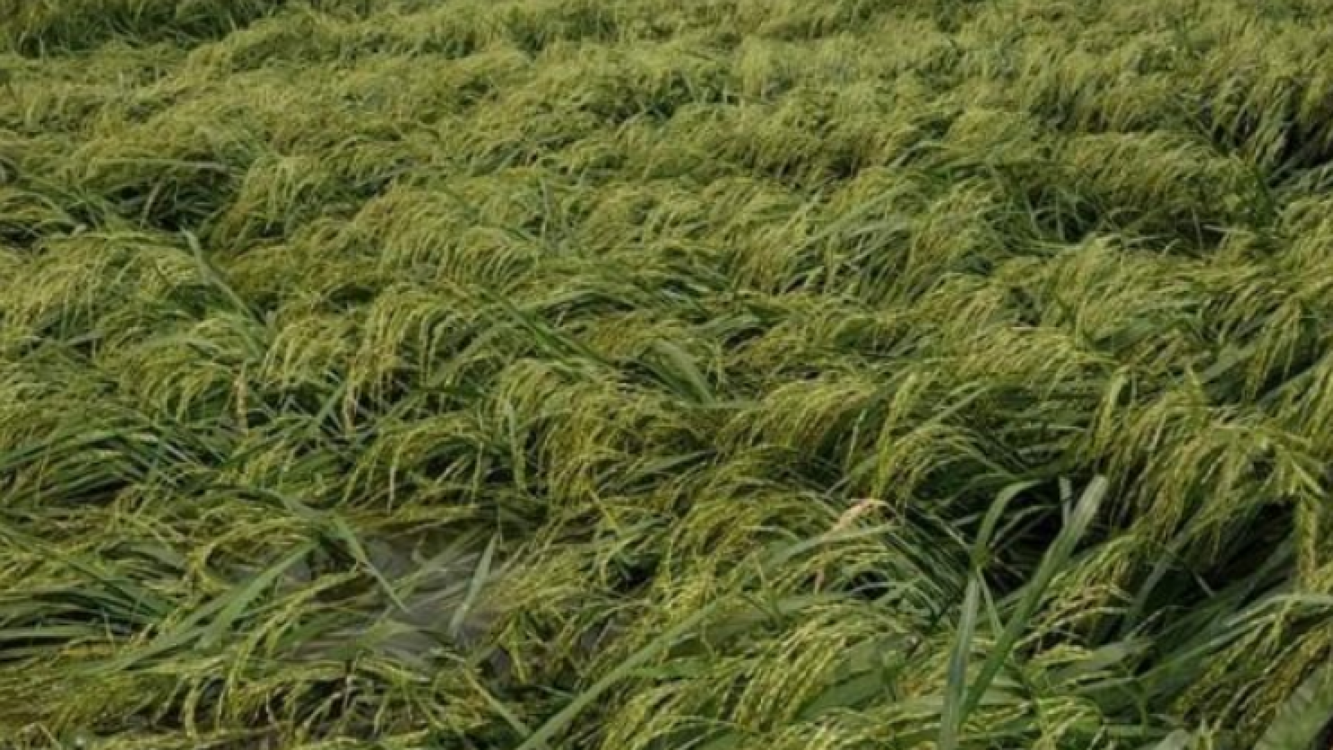 চাঁপাইনবাবগঞ্জে বৃষ্টির তাণ্ডবে ফসলের ক্ষতি