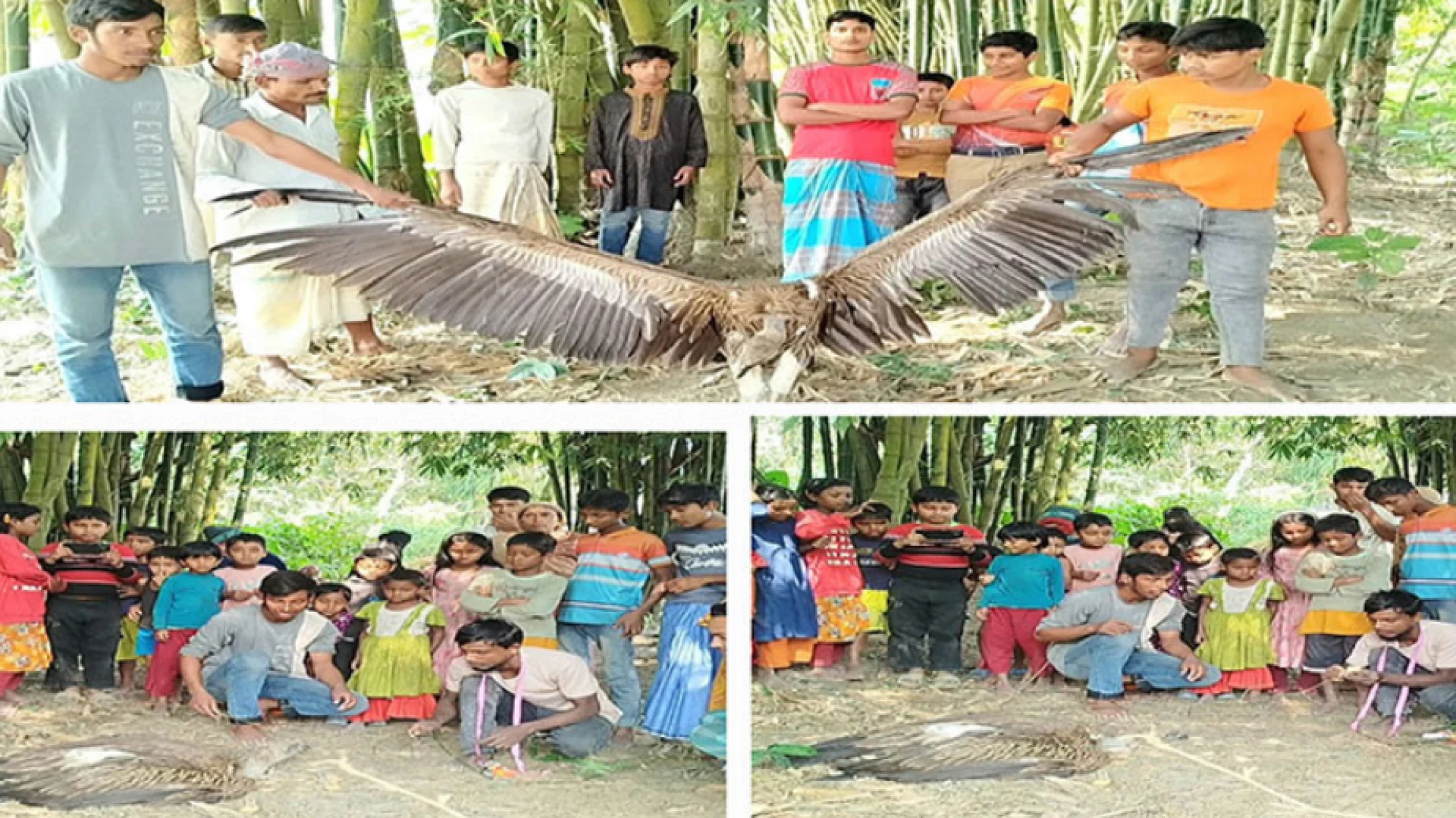 হিমালয় থেকে আসা শকুন কুড়িগ্রামে উদ্ধার 