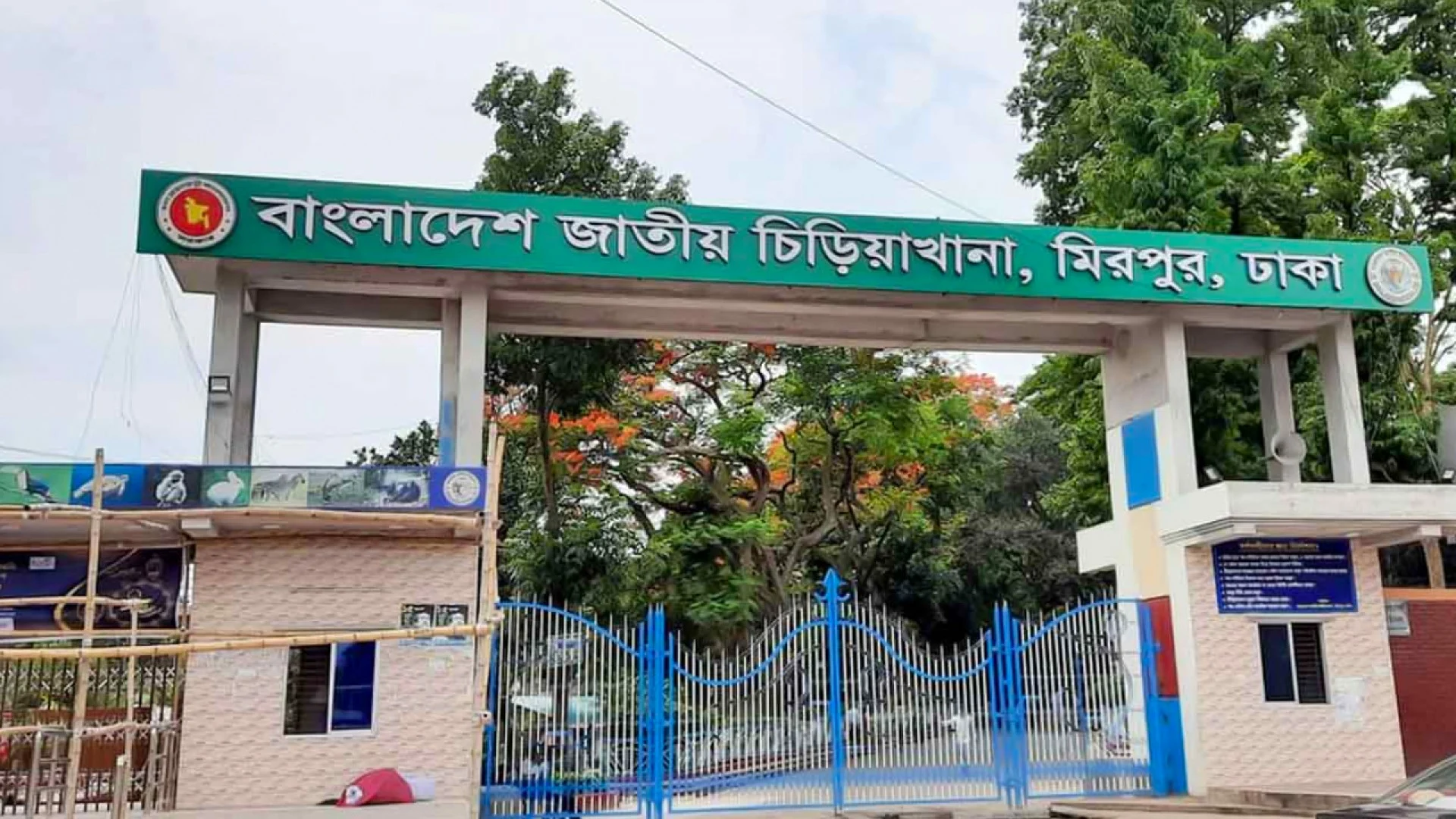 এক ঘণ্টার চেষ্টায় খাঁচায় ফিরল বেরিয়ে যাওয়া সেই সিংহ