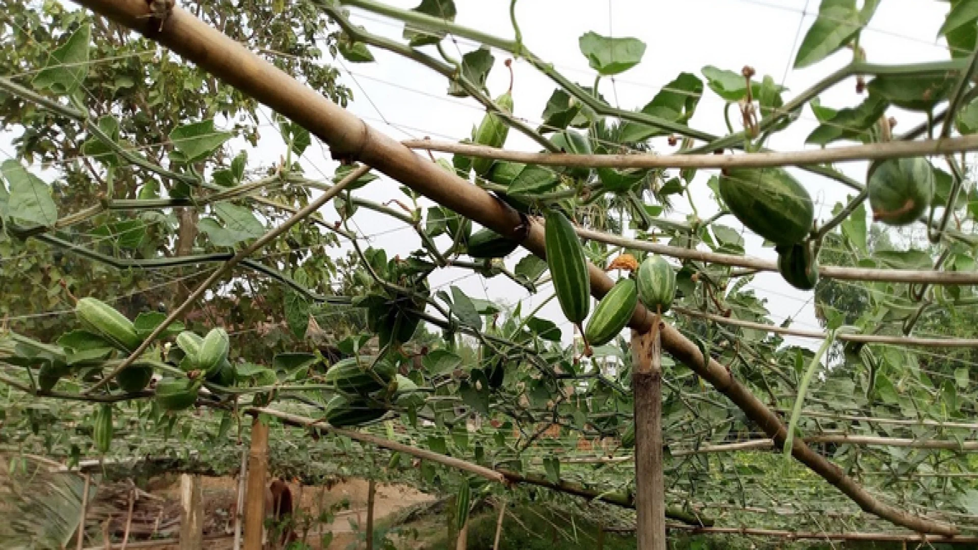 পটল চাষে লাভবান সাতক্ষীরার কৃষকরা