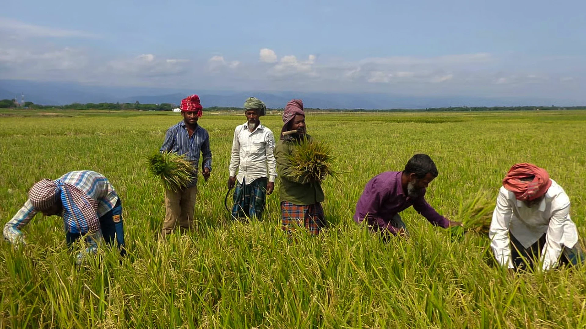 সুনামগঞ্জে আকস্মিক বন্যার শঙ্কায় পাকা ধান কাটার নির্দেশ