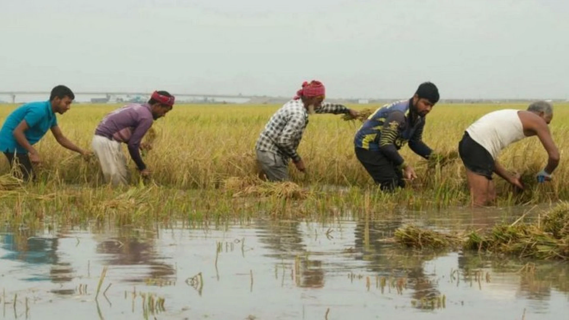 হাওরাঞ্চলে ক্ষতিগ্রস্ত কৃষকদের কথা ভেবে  ৩ মে থেকে ধান ও চাল সংগ্রহ করবে সরকার