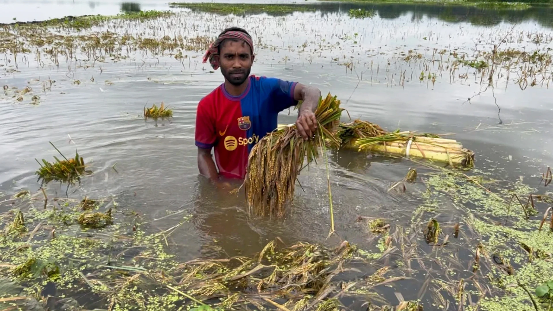 টানা বৃষ্টিতে কিশোরগঞ্জে তলিয়ে গেছে বোরো ধান
