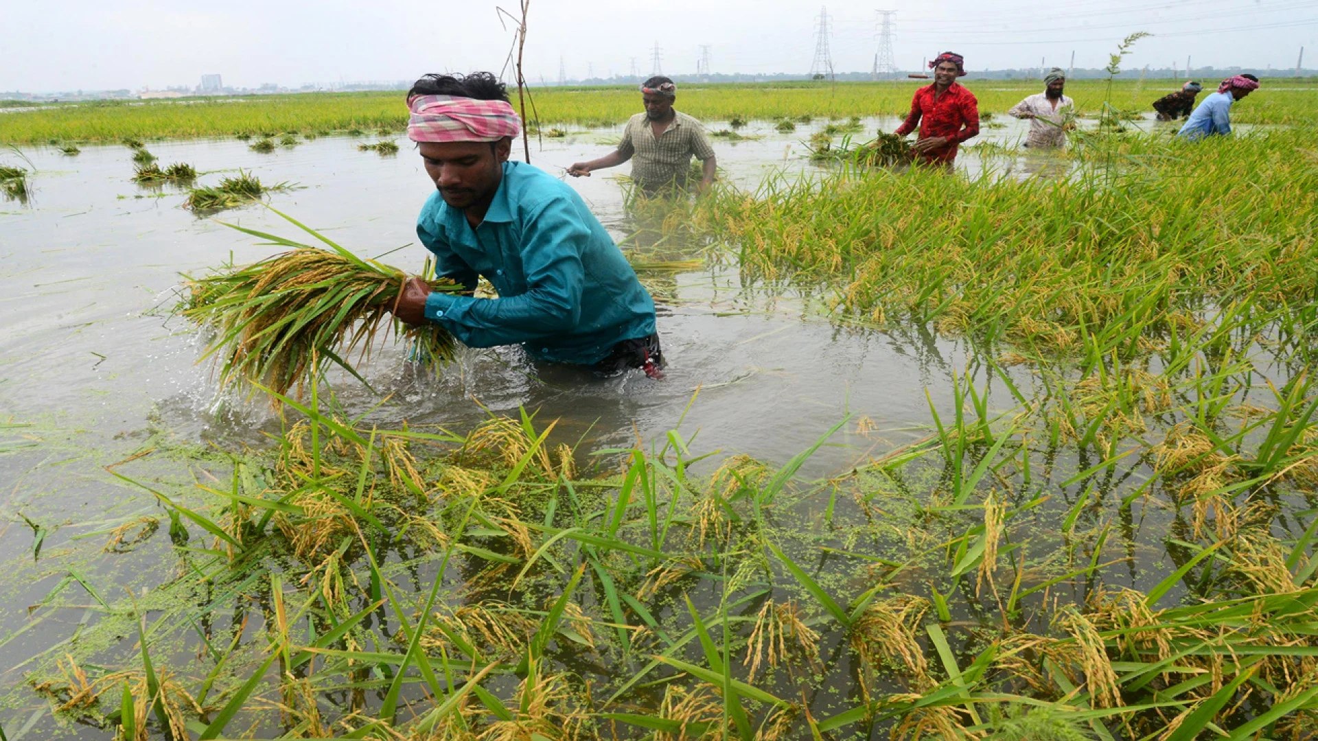 বৃষ্টিতে ক্ষতিগ্রস্ত কৃষকদের তিন মাস সহায়তা দেবে সরকার