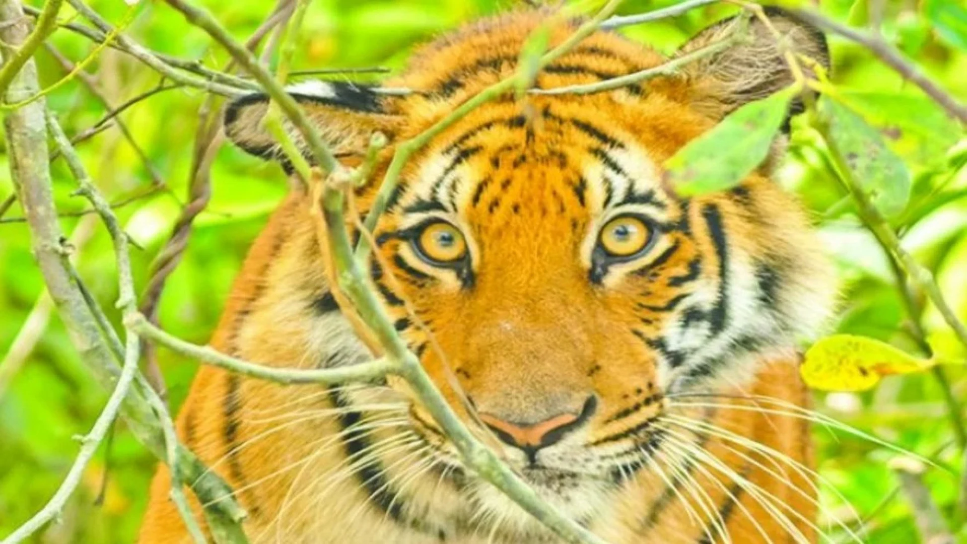 শ্যামনগরে বাঘের আক্রমণে এক মৌয়াল আহত