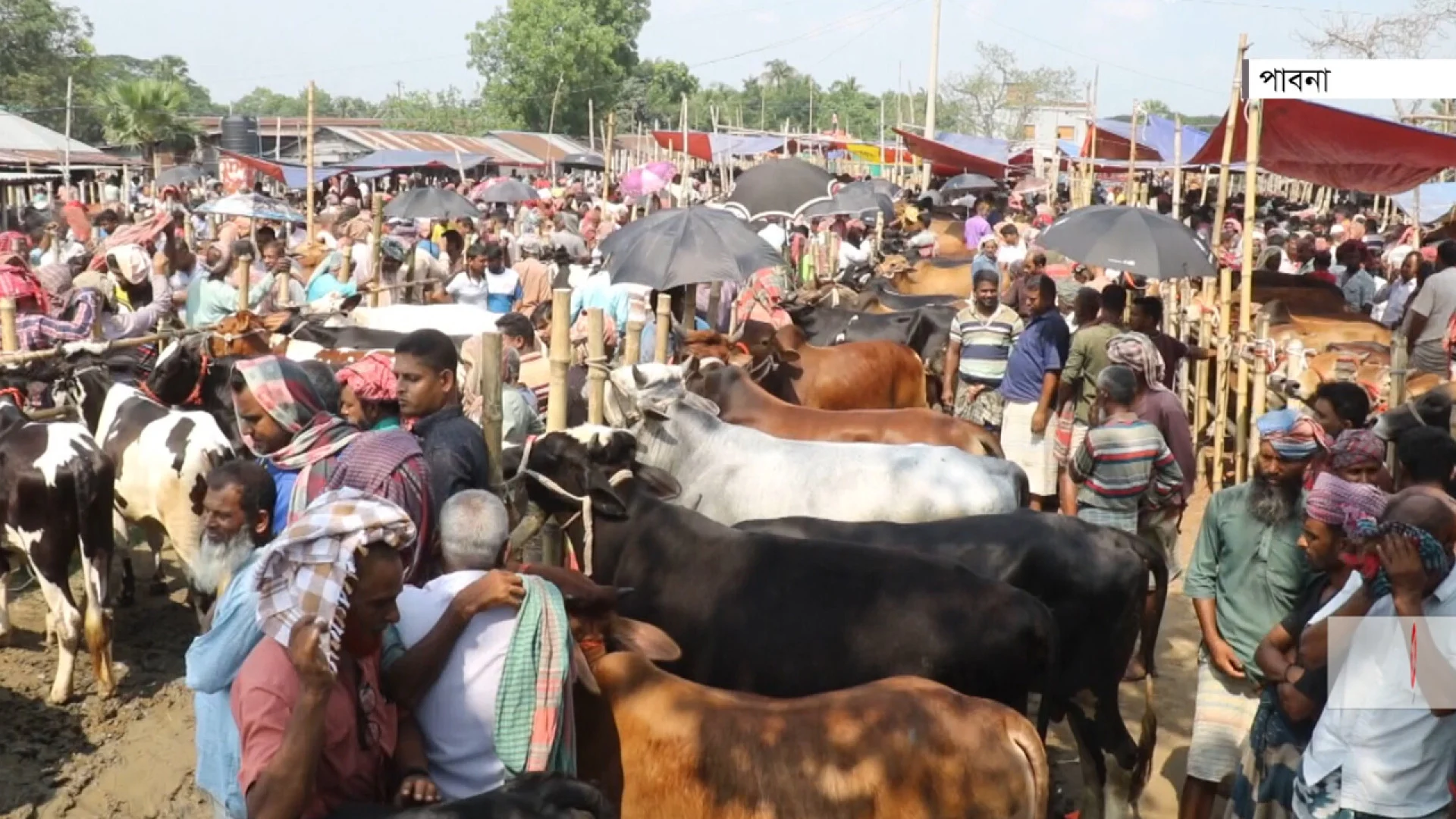 পাবনার কুরবানির হাটে পর্যাপ্ত পশু, জমেনি বেচাকেনা