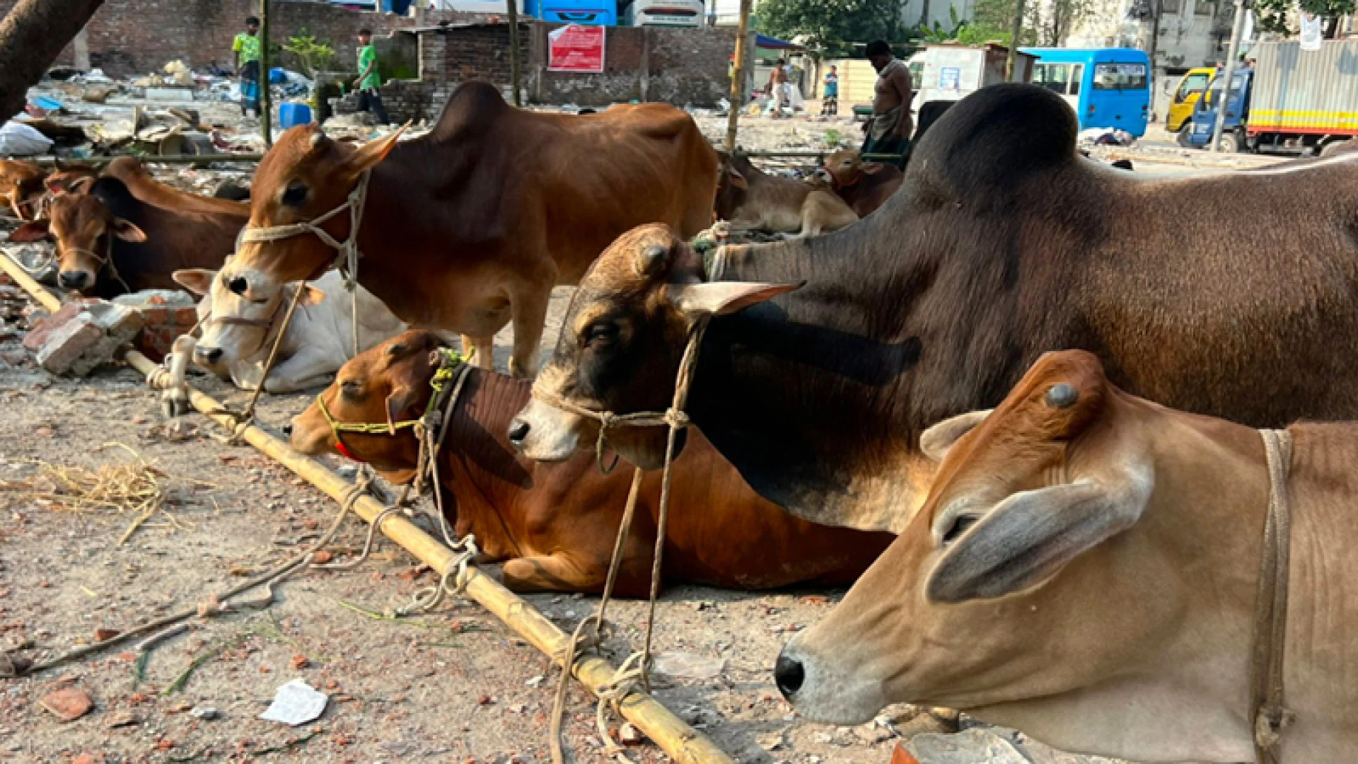 রাজধানীর পশুর হাটগুলোতে পর্যাপ্ত গরু থাকলেও ক্রেতা কম