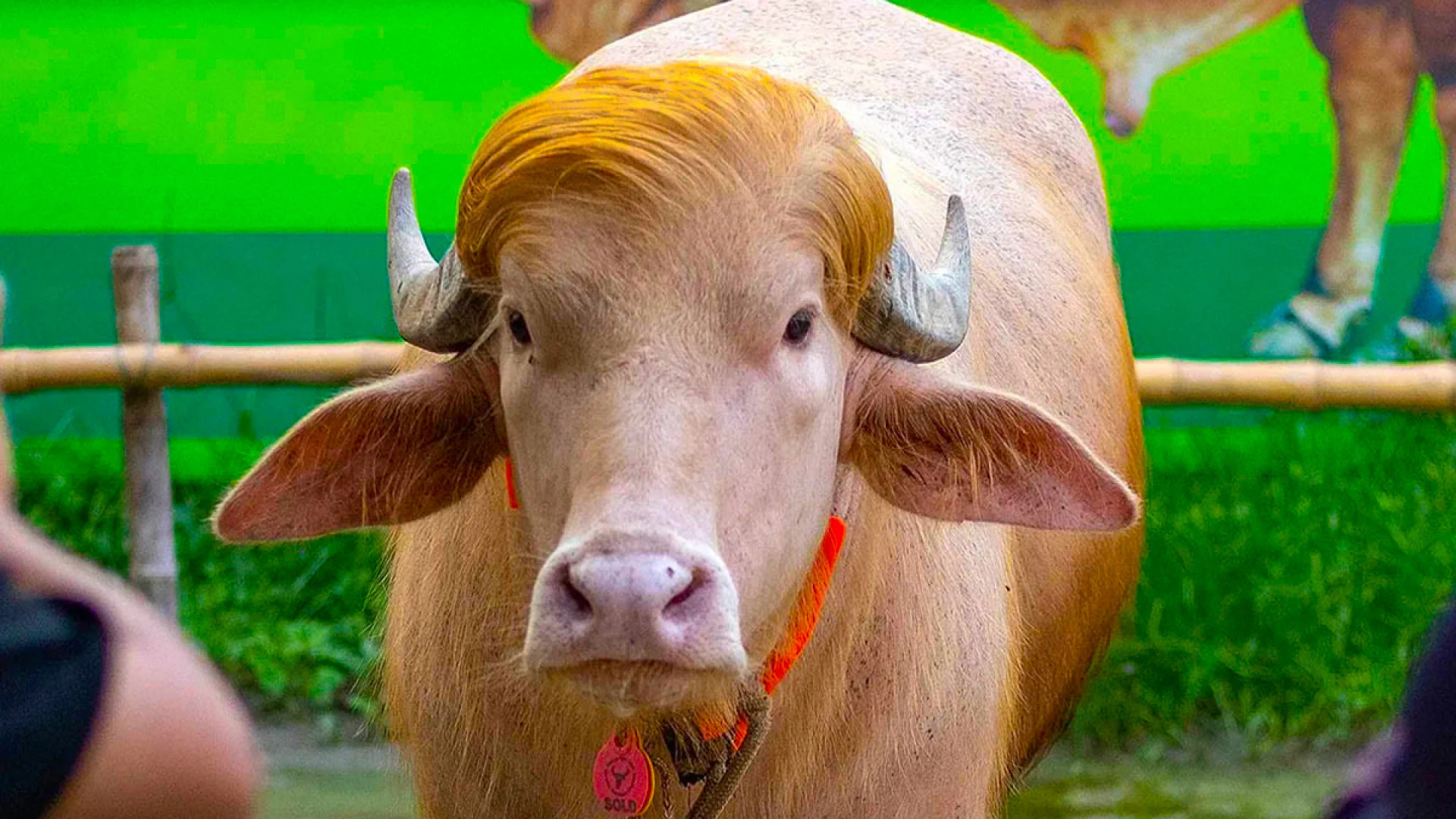 স্বরাষ্ট্রমন্ত্রীর হস্তক্ষেপে খামারে ফিরছে ভাইরাল মহিষ ‘ডোনাল্ড ট্রাম্প’