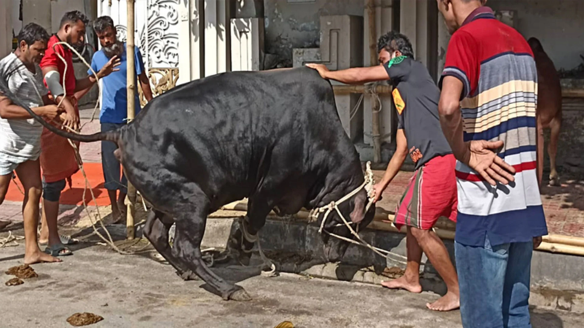 ঈদের নামাজ শেষে রাজধানীর পথে পথে চলছে পশু কুরবানি