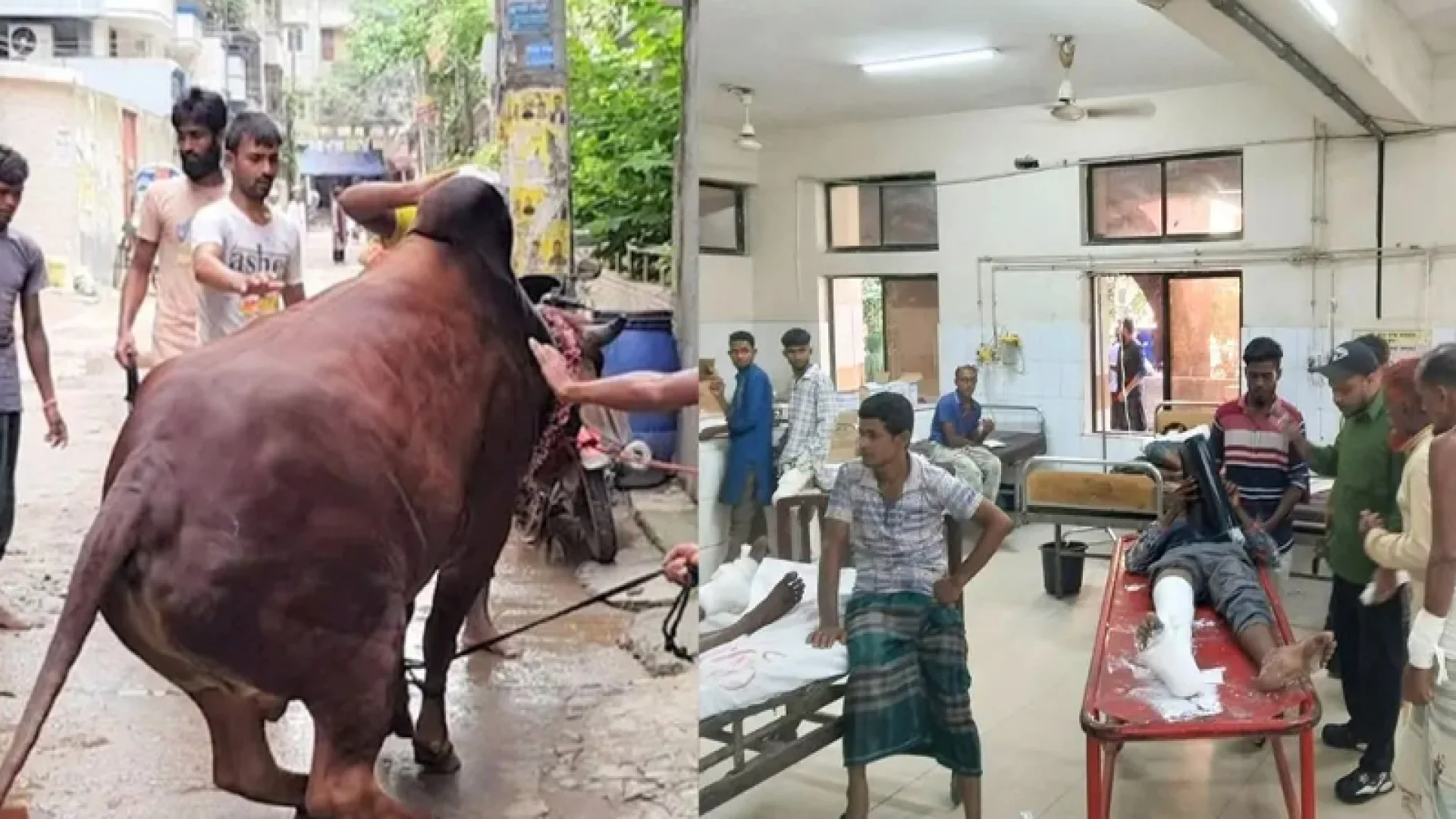 কোরবানির পশুর লাথি-গুঁতায় পঙ্গু হাসপাতালে ৩৩ জন, ১৫ ঘণ্টায় আহত ১৬৮