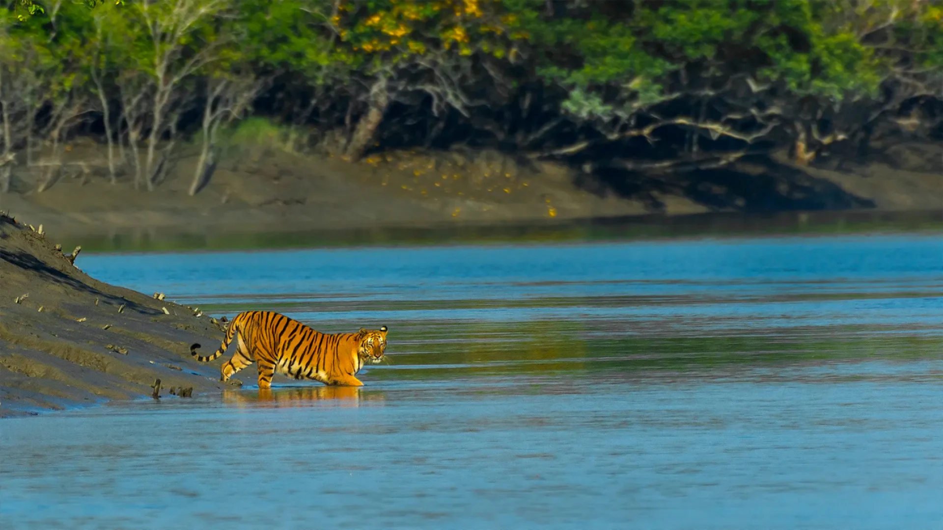 জীববৈচিত্র্য রক্ষায় সুন্দরবনে প্রবেশে তিন মাসের নিষেধাজ্ঞা