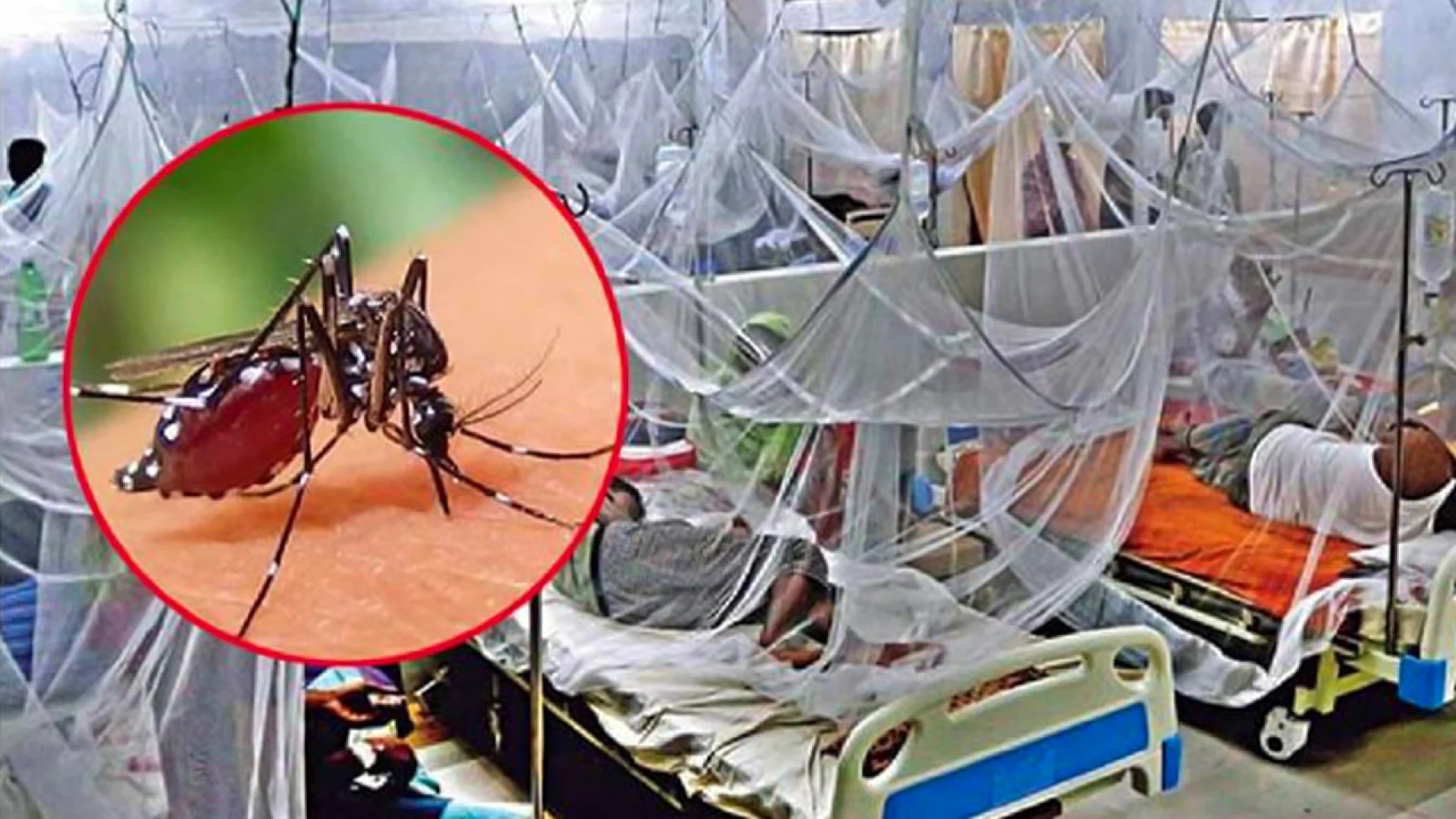 ডেঙ্গুতে আরও ১ জনের মৃত্যু, হাসপাতালে ভর্তি ১১০