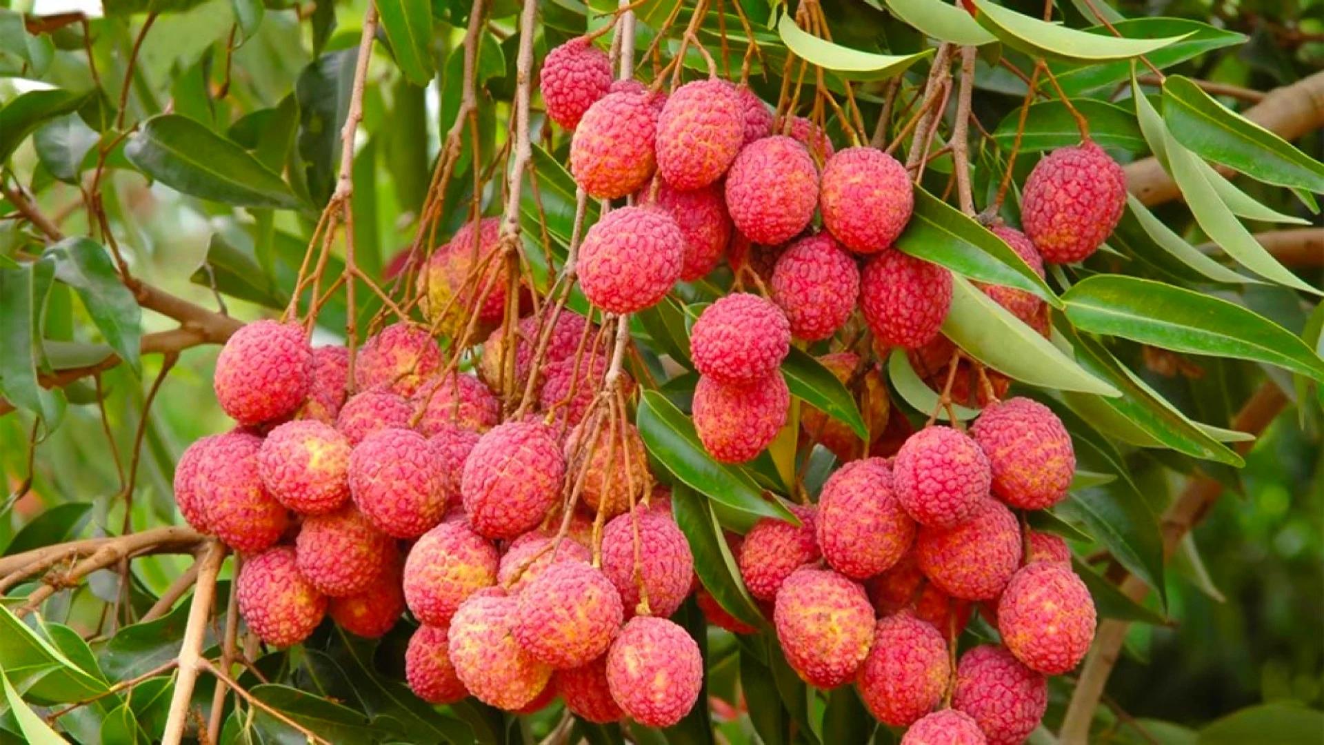 পোকামাকড় আক্রান্ত লিচু চিনবেন যেভাবে