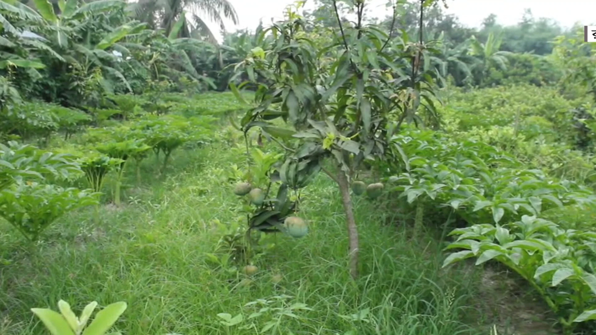 রাজবাড়ীতে সফল তরুণ উদ্যোক্তা হীরকের মিশ্র ফল বাগান