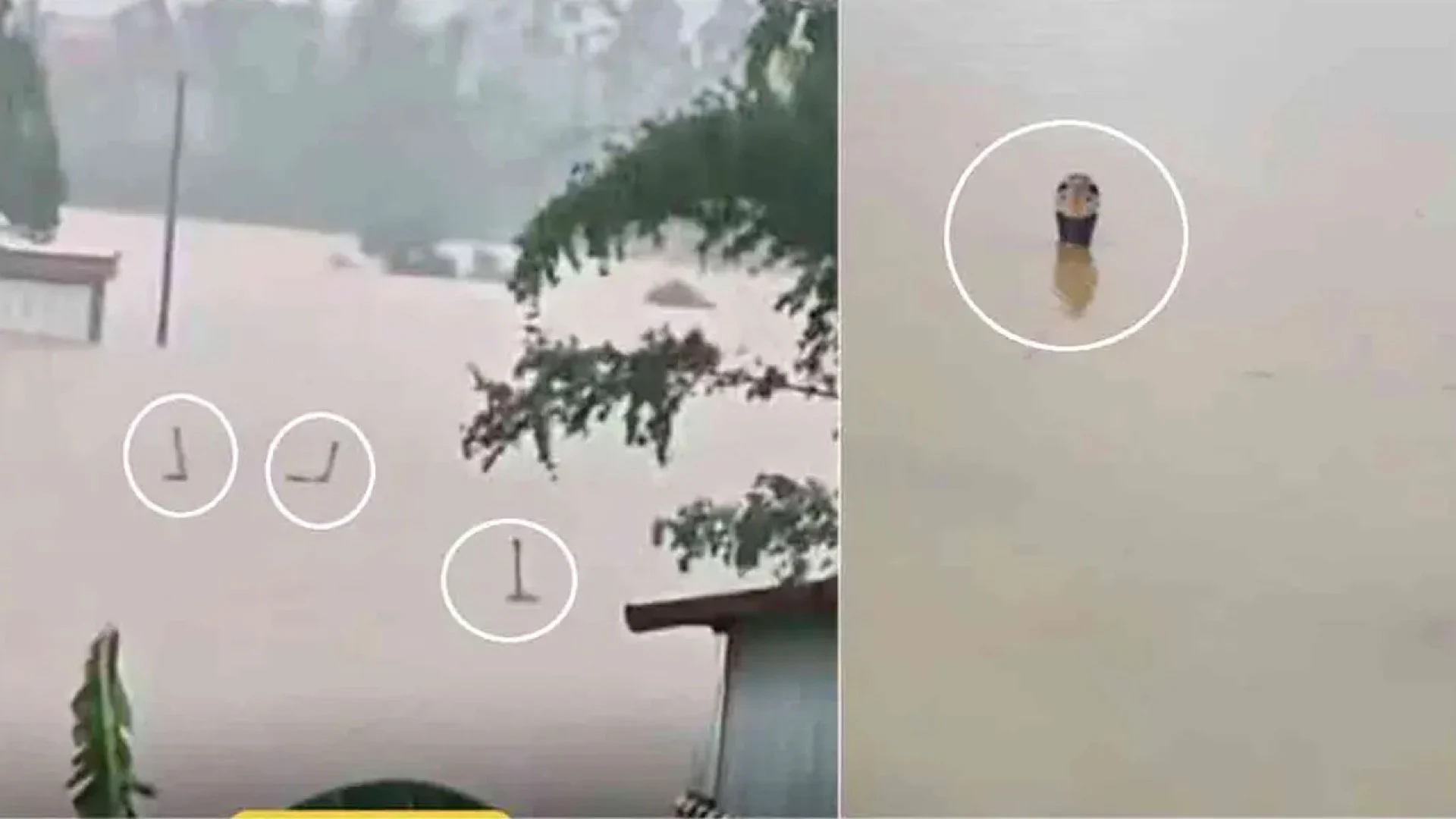 চীনে বন্যায় খামার থেকে পালাল ৯০০ সাপ, বেড়াচ্ছে ভেসে