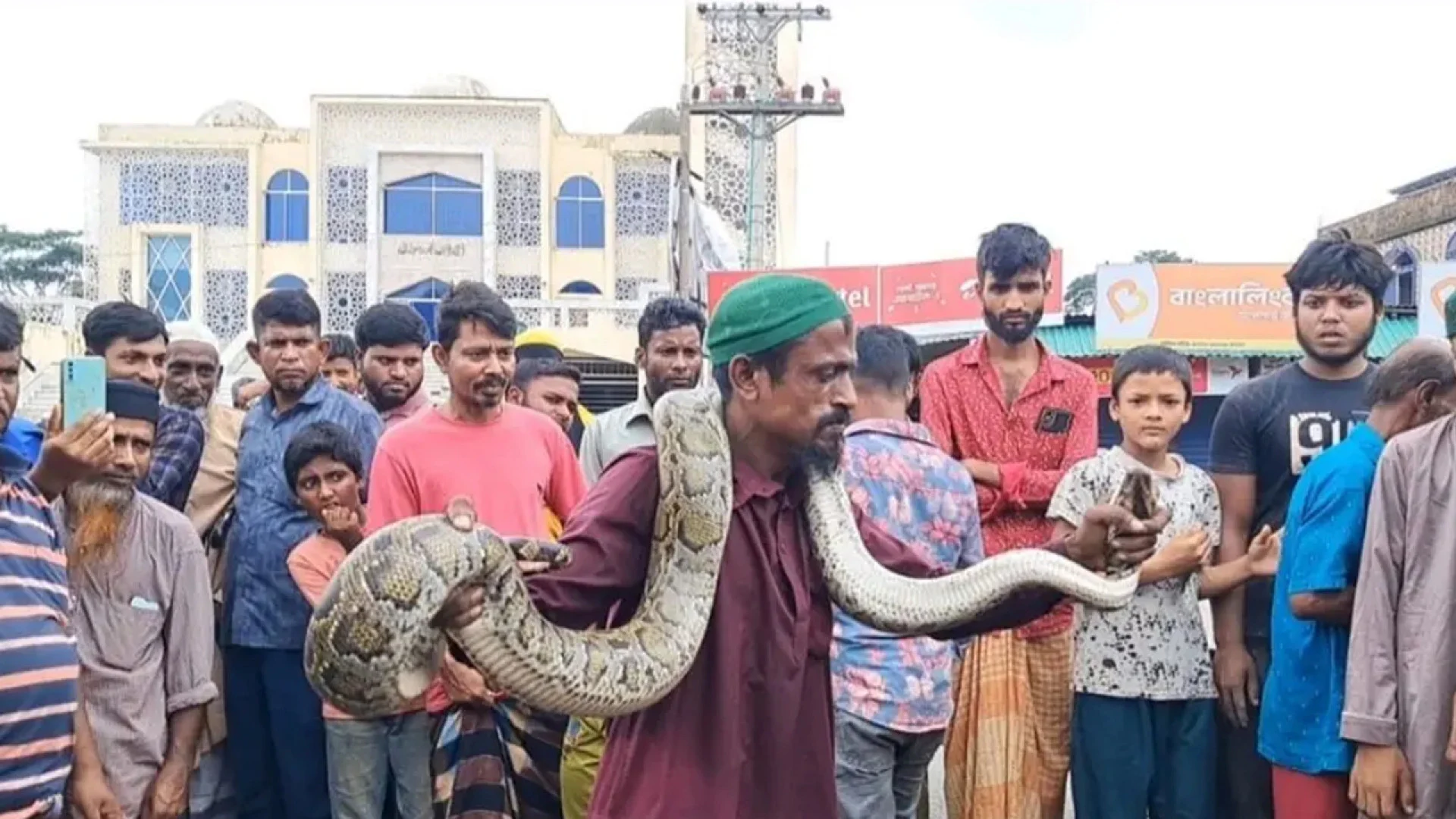 বাগেরহাটে জালে আটকা বিশাল অজগর উদ্ধার