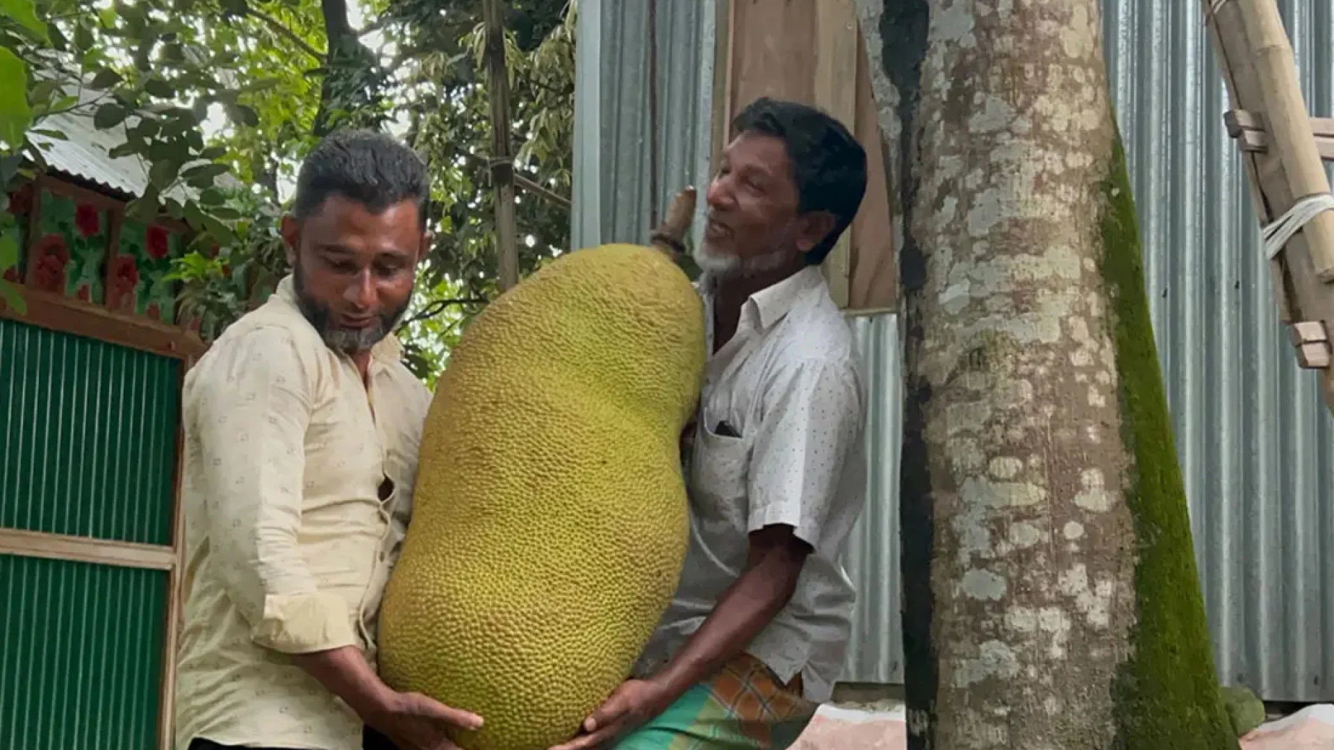নারায়ণগঞ্জে দুই মণ ওজনের কাঁঠাল ১০ হাজার টাকায় বিক্রি