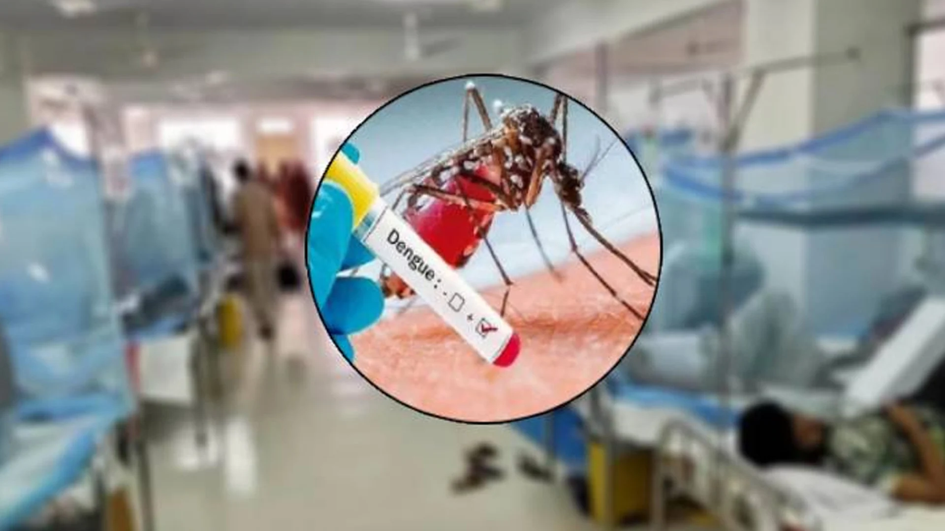 ডেঙ্গুর দাপট অব্যাহত, ২৪ ঘণ্টায় হাসপাতালে ৯৯৬ রোগী