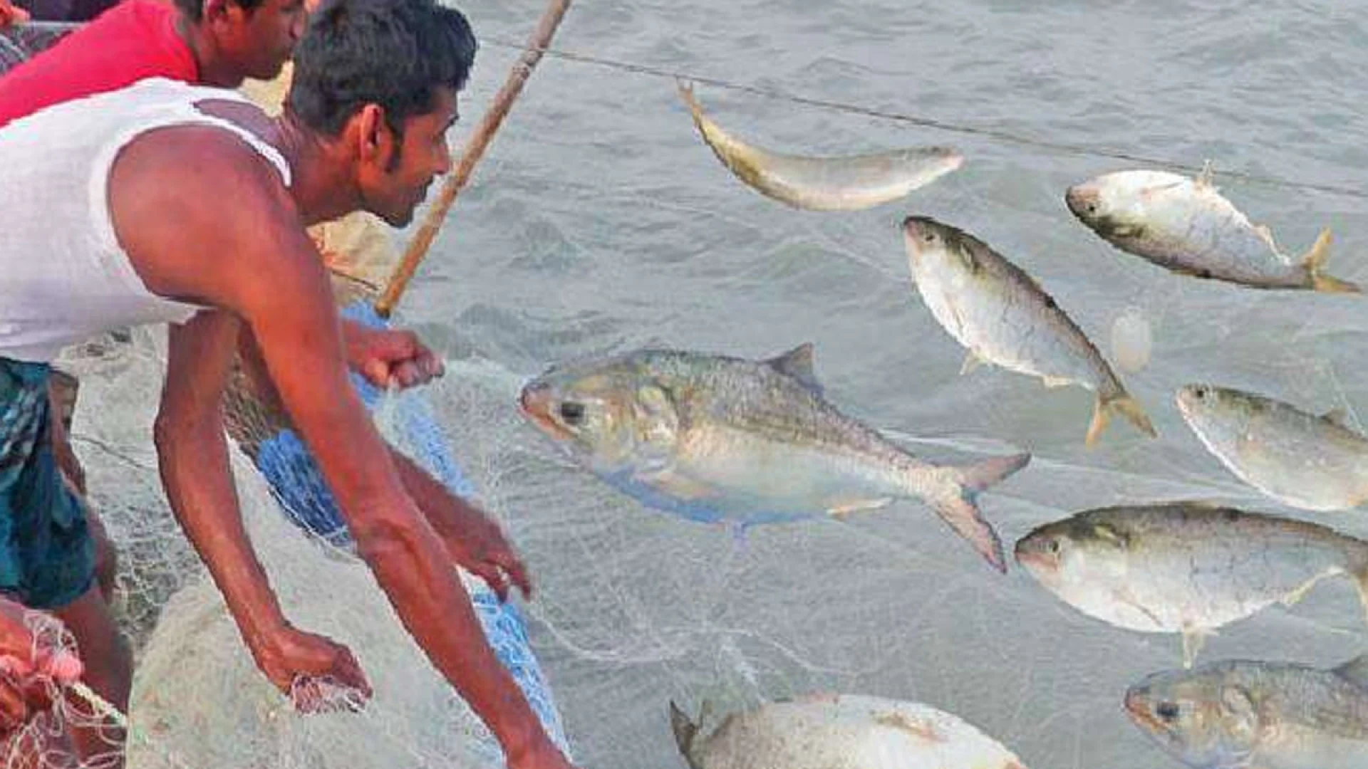 আগামী ৮ থেকে ২৯ অক্টোবর পর্যন্ত ২২ দিন সারাদেশে ইলিশ আহরণ নিষিদ্ধ