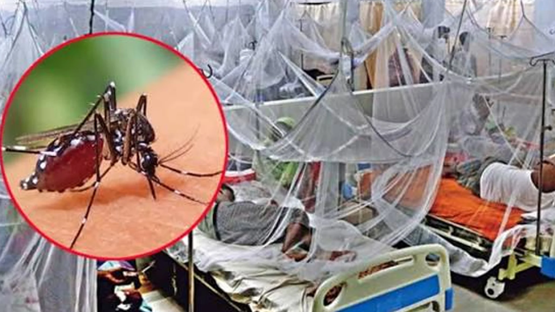২৪ ঘণ্টায় ডেঙ্গুতে আক্রান্ত হয়ে ৮ জনের মৃত্যু