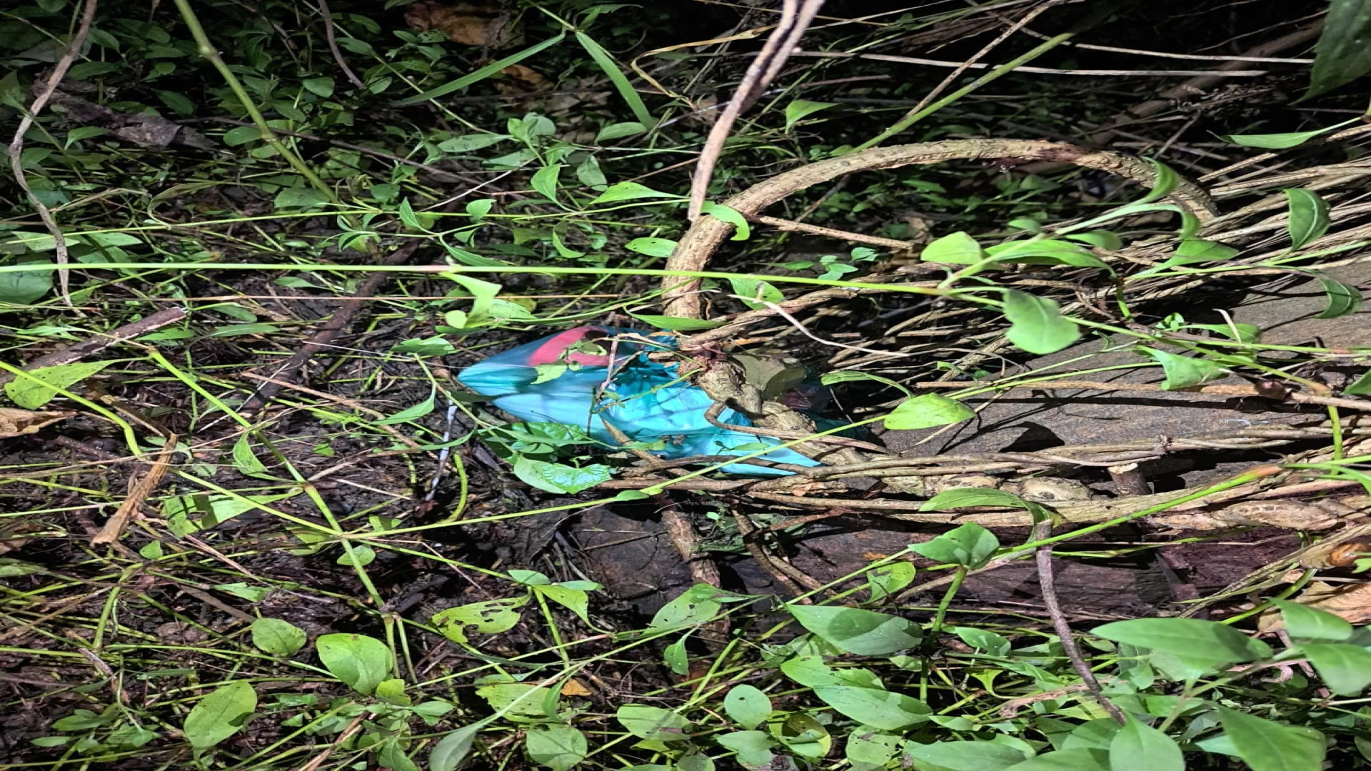 রায়েরবাজার বদ্ধভূমি লেকের দক্ষিণ পাশে ঝোপের মধ্যে ককটেল উদ্ধার 