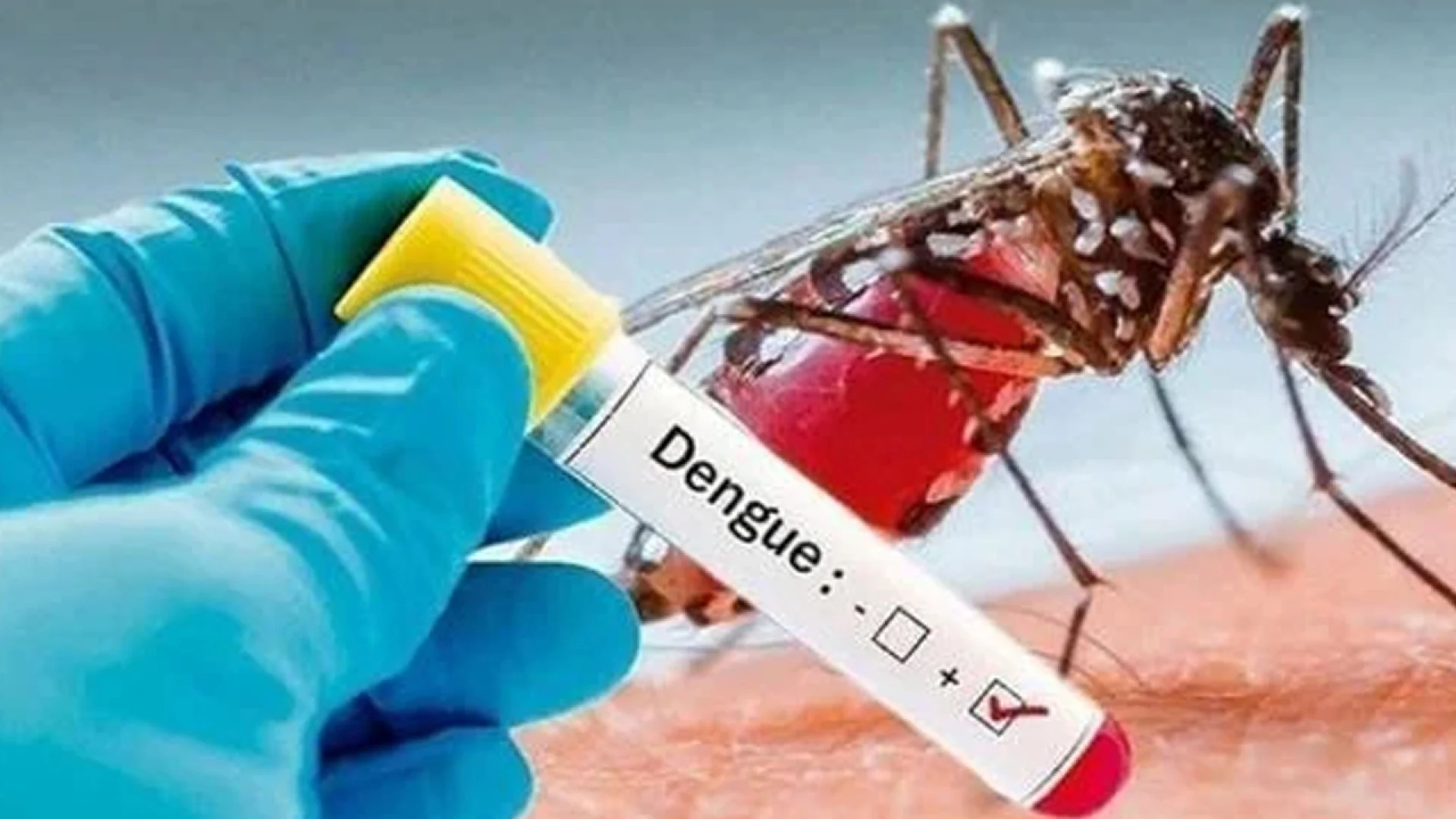 ডেঙ্গুতে একদিনে ৬ মৃত্যু, হাসপাতালে ভর্তি প্রায় ২ হাজার