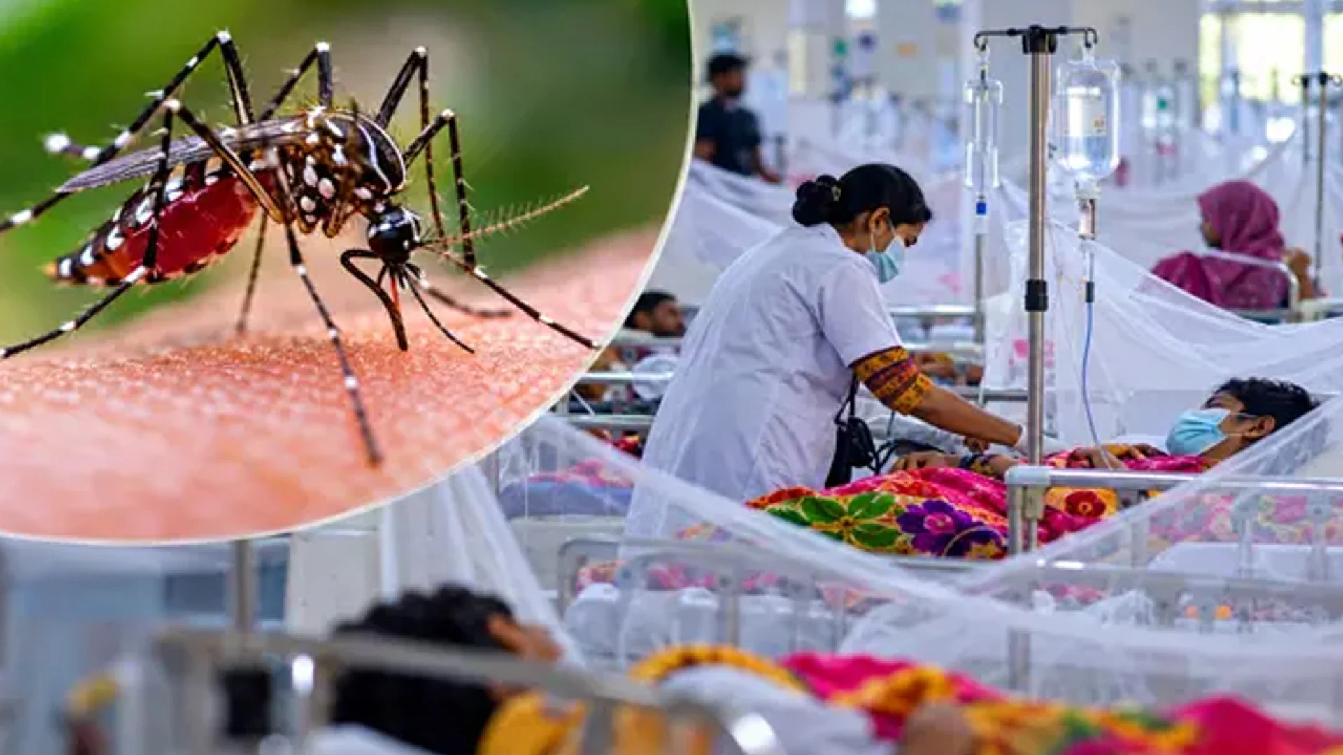 ডেঙ্গুর দাপট অব্যাহত, সেপ্টেম্বরে প্রাণ গেল ১৫২ জনের