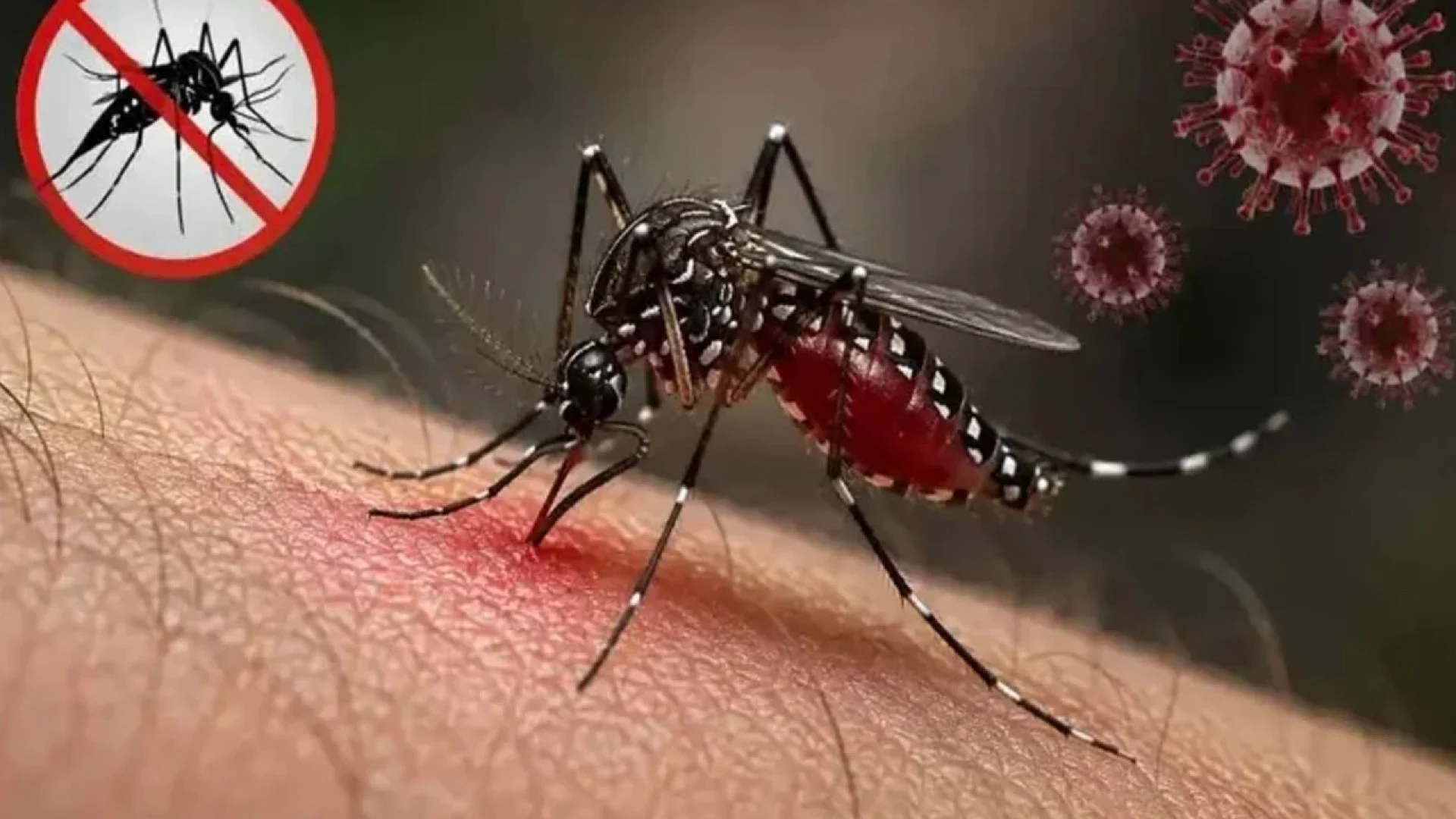 দেশে ডেঙ্গু আক্রান্ত লাখ ছাড়াল, ২৪ ঘণ্টায় মৃত্যু ৪