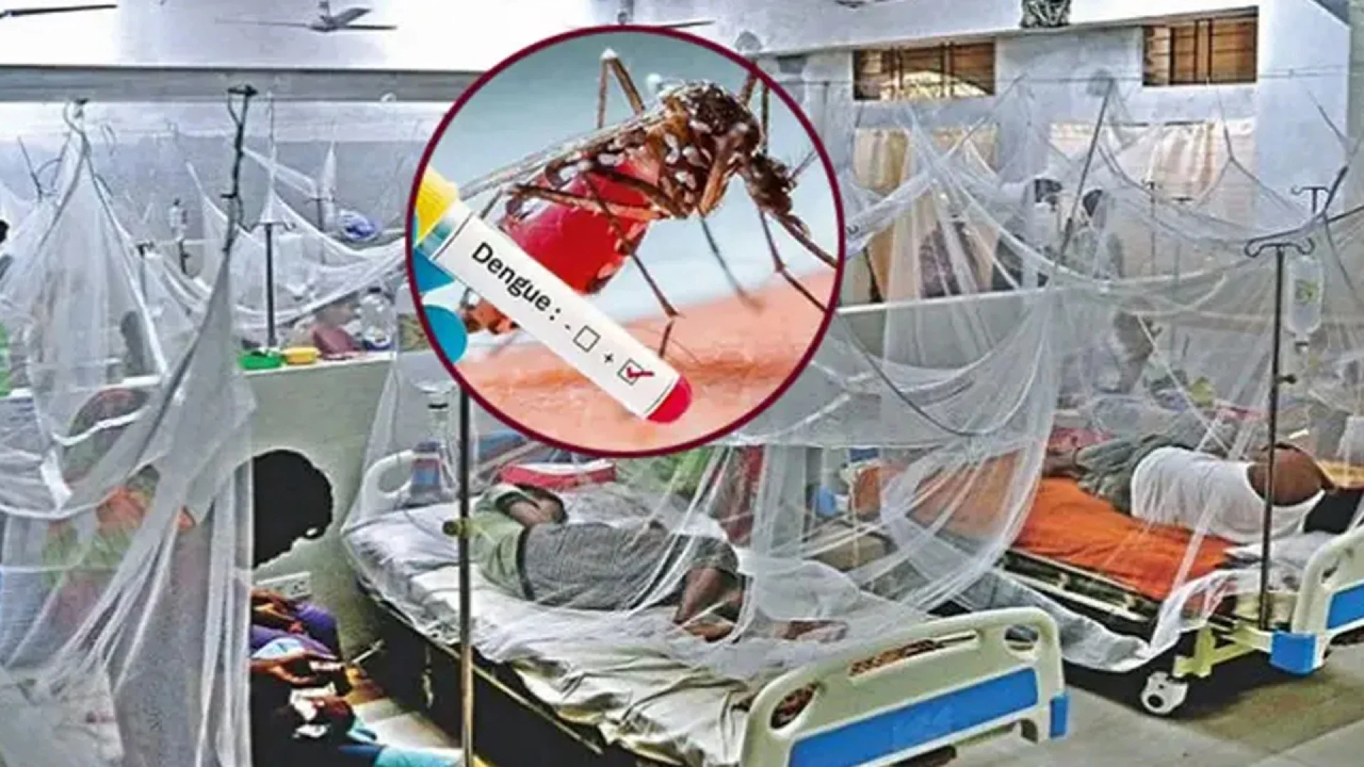 ডেঙ্গুতে একদিনে প্রাণ গেল ১০ জনের, নতুন রোগী প্রায় ২ হাজার