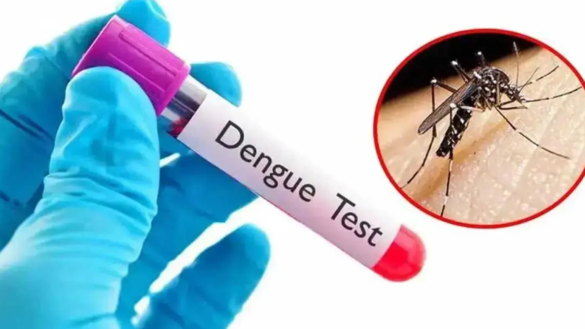 ডেঙ্গুতে এক দিনে ৭ জনের মৃত্যু, হাসপাতালে নতুন রোগী ১,৩৭৩