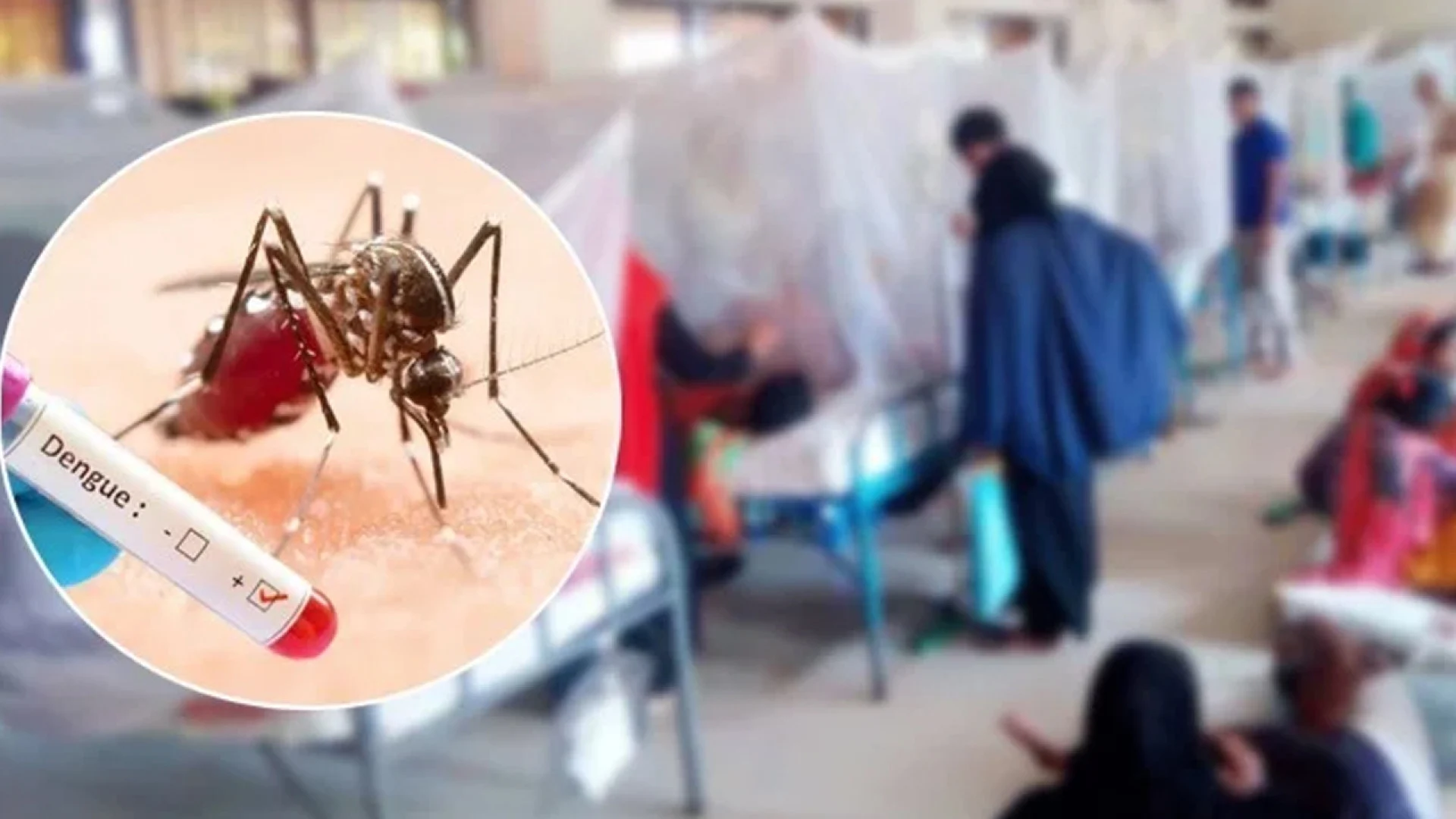 ডেঙ্গুতে একদিনে ৬ জনের প্রাণহানি, হাসপাতালে ভর্তি ১,৮৯৮