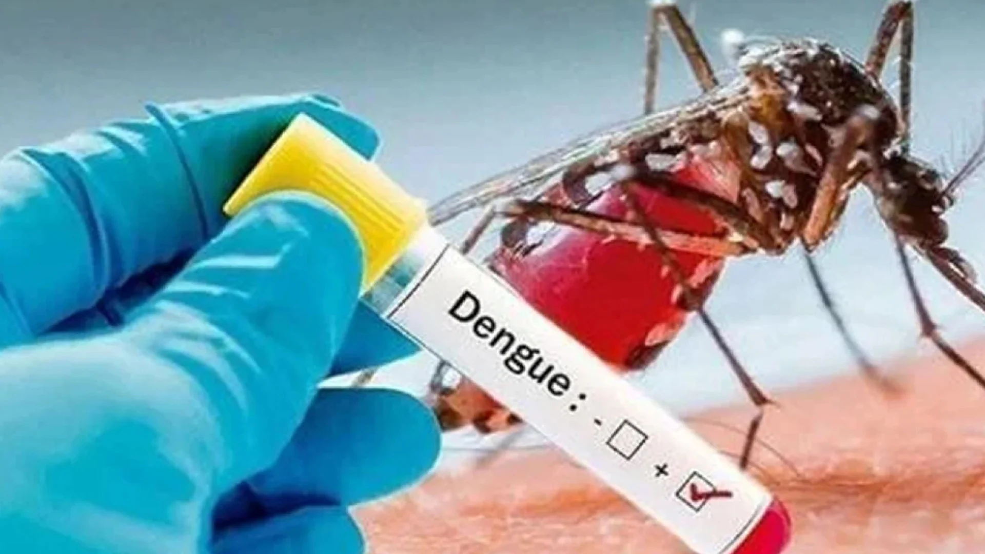 ডেঙ্গুতে একদিনে ৬ মৃত্যু, হাসপাতালে ভর্তি প্রায় ১,৯০০ রোগী