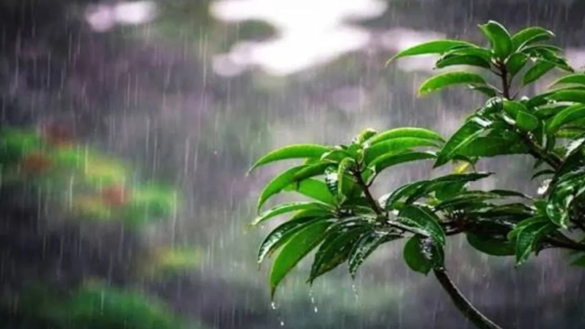 ঢাকার গরম কমাতে শুক্রবার বিকেলে নামতে পারে বৃষ্টি
