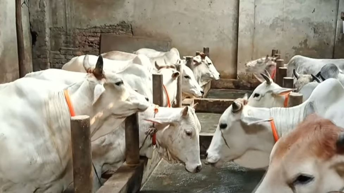 হারিয়ে যাচ্ছে মুন্সিগঞ্জ মীরকাদিমের ঐতিহ্য ধবল গরু